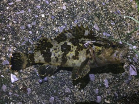 天保山、ダウンショットでタケノコ7匹。