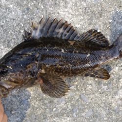 天保山、ダウンショットで怒涛の33連発！