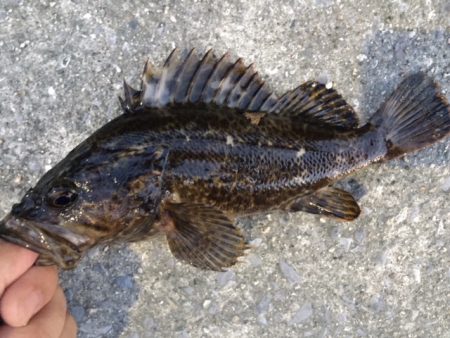 天保山、ダウンショットで怒涛の33連発！