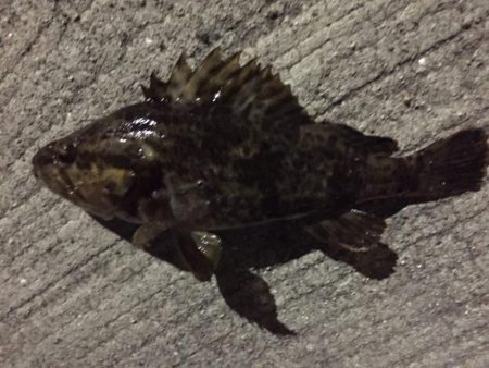 天保山、シーバスリベンジしたものの…