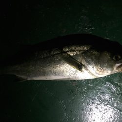 バチ抜け祭り開催中！20分で3本ヒット。