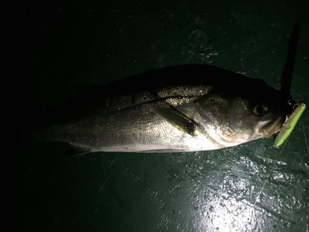 バチ抜け祭り開催中！20分で3本ヒット。