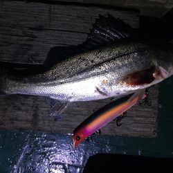 バチ抜け祭り、本日は3本!