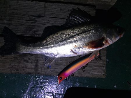 バチ抜け祭り、本日は3本!