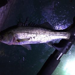 バチ抜け祭り、7バイト7キャッチ！