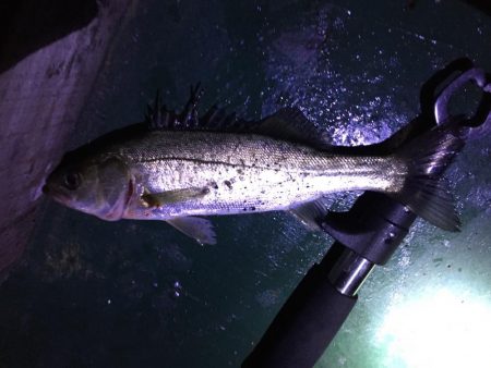 バチ抜け祭り、7バイト7キャッチ！