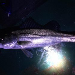 後期バチパターンでシーバス6本！