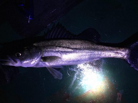 後期バチパターンでシーバス6本！