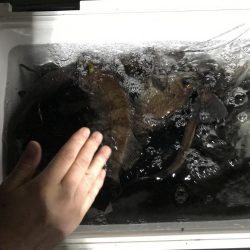 久しぶりの投稿