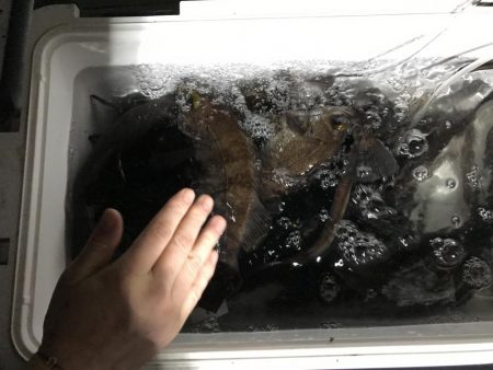 久しぶりの投稿