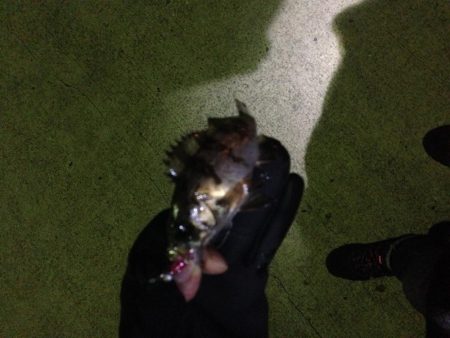 小メバルばかり…