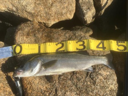 ボトム ズル引きパターンで