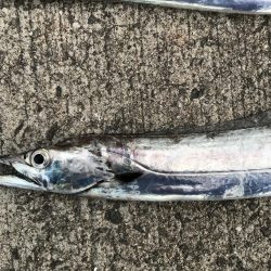 タチウオ狙いボウズなし