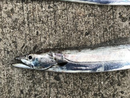 タチウオ狙いボウズなし