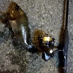 久々のグッドサイズ