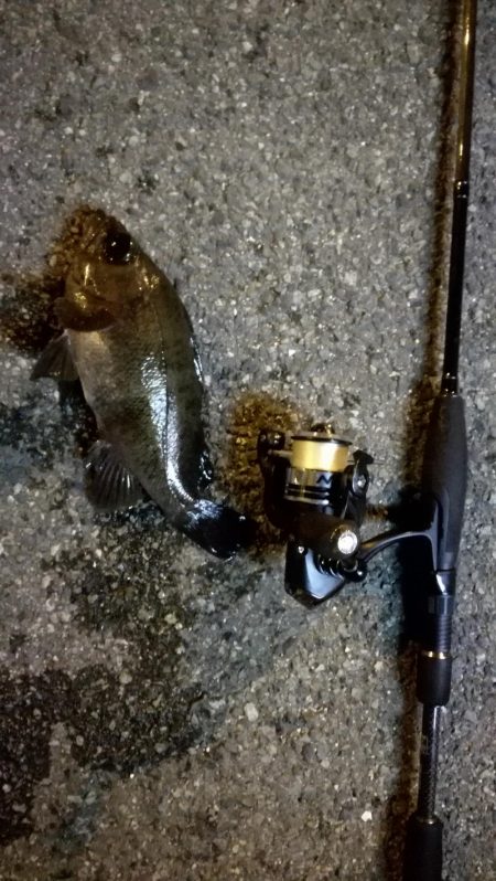 久々のグッドサイズ