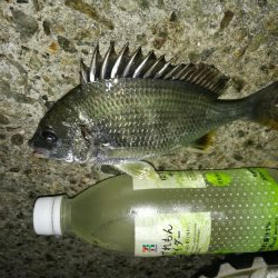 連日フェリーターミナルのヘチ釣り（本日も小さいながらキビレゲット！）