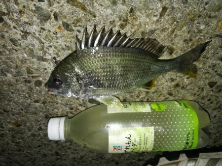 連日フェリーターミナルのヘチ釣り（本日も小さいながらキビレゲット！）