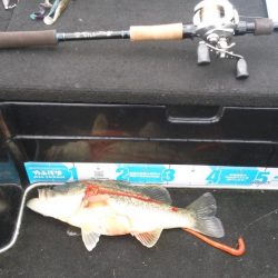 GW終盤まだシヤロー好調