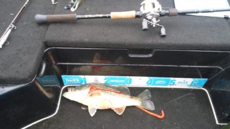 GW終盤まだシヤロー好調