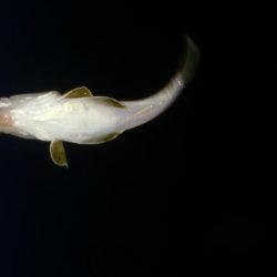 大きなエソと小さなマゴチが釣れましたー