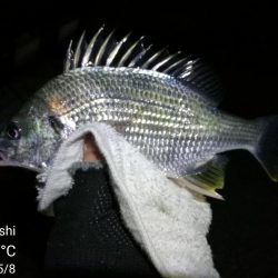 雨天後のフェリーターミナルのヘチ釣り（小キビレ爆釣）