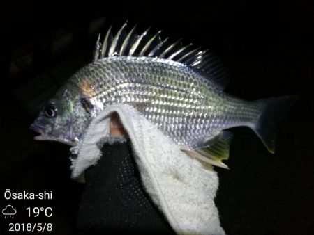 雨天後のフェリーターミナルのヘチ釣り（小キ…