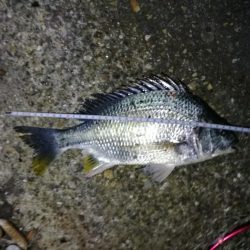 フェリーターミナルのヘチ釣り(自分キビレまだまだ行けます!w)