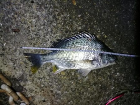 フェリーターミナルのヘチ釣り(自分キビレまだまだ行けます!w)