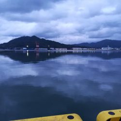 シーバスとエギング