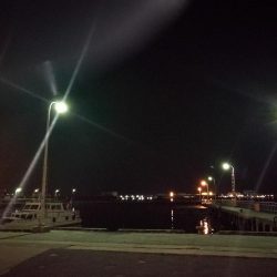 またフェリーターミナルのヘチ釣り（一応坊主じゃない(笑)）