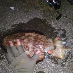 やった！モンゴウイカ、キロアップ！