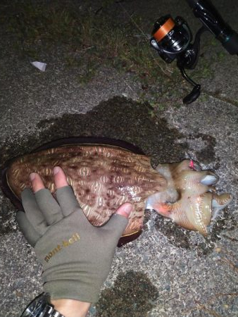 やった！モンゴウイカ、キロアップ！