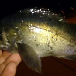 風が強い中メバリング