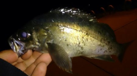 風が強い中メバリング