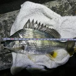 南港フェリーのキビレチヌ（毎度のヘチ釣り釣果結果報告）