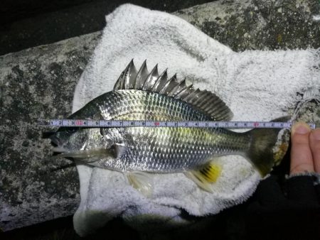 南港フェリーのキビレチヌ（毎度のヘチ釣り釣…