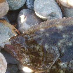 ひらめが釣れましたー