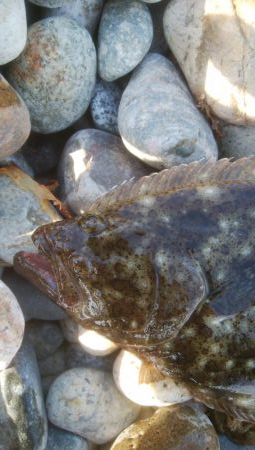 ひらめが釣れましたー