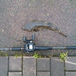 ナイトシーバス→デイマゴチ