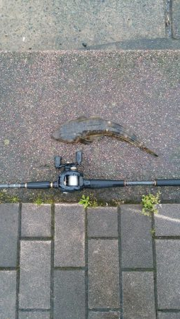 ナイトシーバス→デイマゴチ