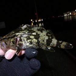 南港フェリーヘチ釣り（本日も小キビレ釣れました、３２ｃｍキビレ）