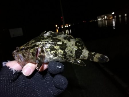 南港フェリーヘチ釣り（本日も小キビレ釣れました、３２ｃｍキビレ）