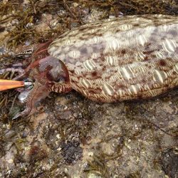 朝と夕方短時間エギング