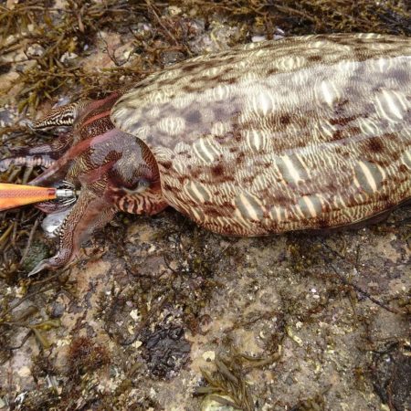朝と夕方短時間エギング