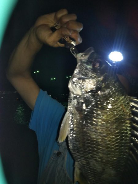 メバリングのつもりですが（汗）