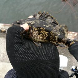 南港フェリーヘチ釣り（久々の朝マズメ行ってみた。）