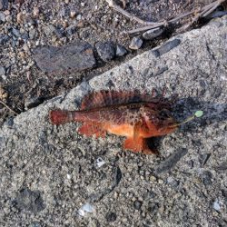 久しぶりの釣行