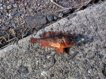 久しぶりの釣行