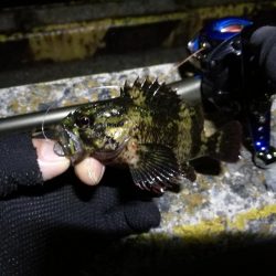 南港フェリーでヘチ釣り（久々の大ガシラ？タケノコ？）